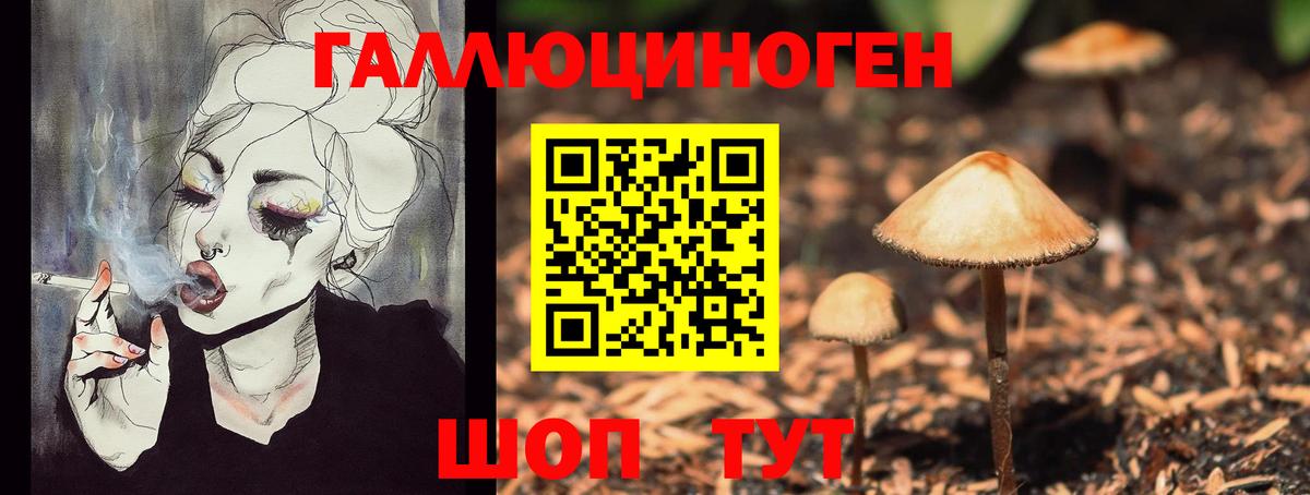 Псилоцибиновые грибы Psilocybe Великие Луки